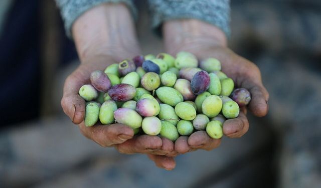 Bilim zeytine pestisit kullanmayın diyor