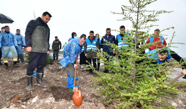 Balıkesir’de Yangın Sonrası Ağaçlandırma Çalışmaları: Pamukçu Hatıra Ormanı Yeniden Yeşeriyor