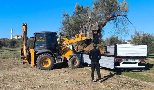 Gömeç’te Zeytin Ağacı Taşıma İşlemlerine Sıkı Denetim