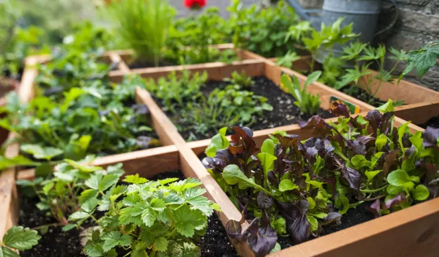 Doğanın eczanesinden bahçenize