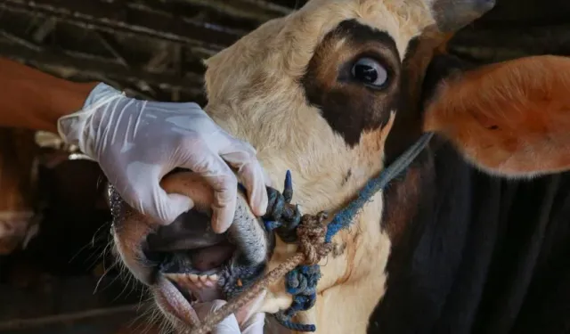 Balıkesir'de şap hastalığıyla mücadele sürüyor