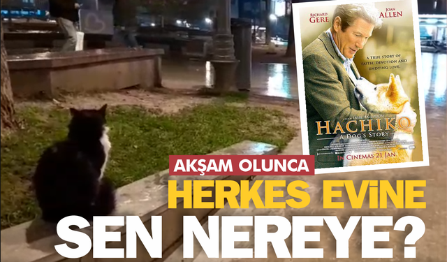 Akşam olunca evine gidenlere özenen sokak kedisi