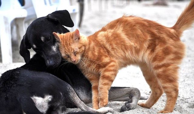 Soğuk ve yağışlı kış günlerinde sorumluluğumuz var