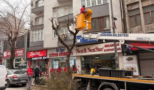 Bandırma’da Kent Estetiği İçin Budama Çalışması: Ordu Caddesi’nde Ağaçlar Mevsimine Uygun Budanıyor