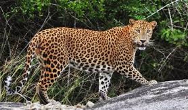 Anadolu Parsı’na Dokunmanın Bedeli 45 Milyon TL Oldu! 2026 Koruma Listesi: