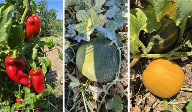 BAÇEM'in ata tohumu envanteri güçleniyor