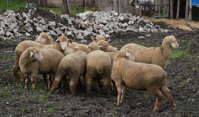 Büyükşehir'den damızlık desteği... 10 aileye yüzde 100 hibe