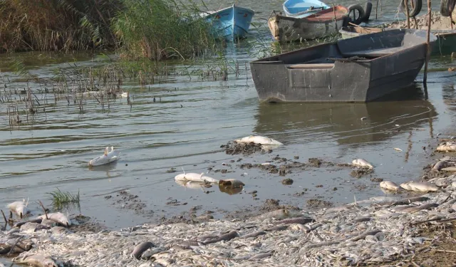 Güney Marmara’nın Bitmeyen Felaketi: Gönen Çayı’nda Zehir Akıyor