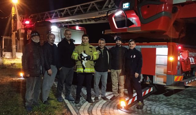 Balıkesir’de Yürekleri Isıtan Görüntü: Metrelerce Yükseklikte Mahsur Kalan Kedinin İmdat Çığlığı Karşılıksız Kalmadı!
