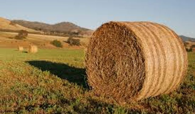 Yem Fiyatlarında Ramazan Kararı: Artış Yapılmayacak