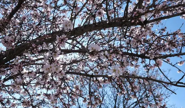 Erken öten horozu keserler... Erken çiçek açan ağacı ne yaparlar?