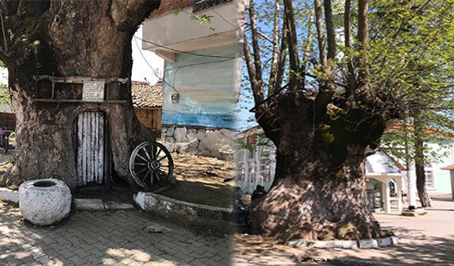 Tam 900 yaşında! Dev çınar ağacı bu köyün hafızası...