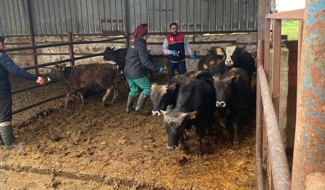 Gömeç’te Şap Aşılama Seferberliği Başladı: İlçe Tarım Müdürlüğü Sahada
