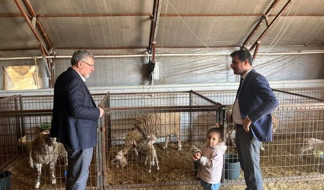 Kepsut’ta “Balıkesir Kuzusu” Sevinci: Yeni Sezon Doğumları Başladı, Damızlık Hibe Desteği Müjdesi Geldi