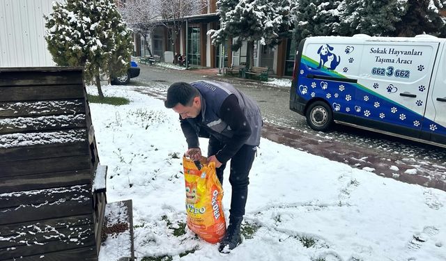 Dursunbey Belediyesi Kışta Can Dostlarını Unutmadı: Mama Dağıtımı Başladı