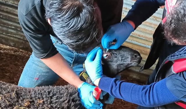 Edremit’te Küçükbaş Hayvanlara Brucella Aşısı ve Küpeleme Çalışmaları Sürüyor