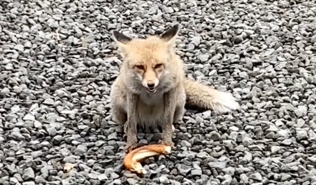 Samsun’da İnanılmaz Dostluk! Poligona Bitkin Halde Gelen Tilki Şimdi Polislerin "Barut"u Oldu