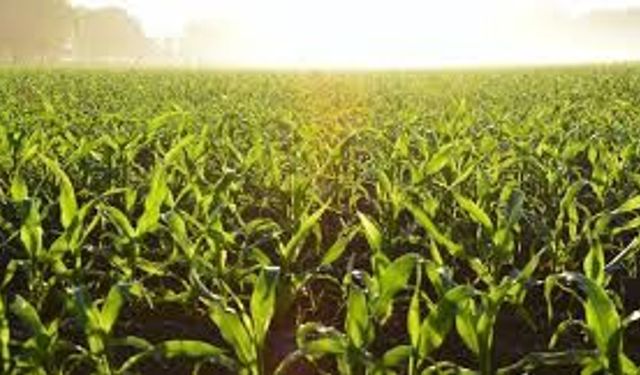 Bandırma’da Üreticiye Büyük Fırsat: Mısır Tarımı Eğitimi Başlıyor