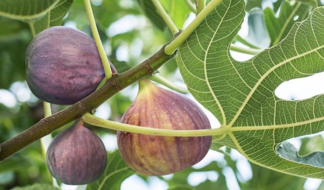 Büyükşehir’den incir üreticisine %100 hibeli fidan desteği