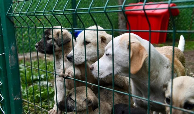 Altıeylül'de Sahiplendirme Seferberliği! ''Satın Almayın, Sahiplenin''