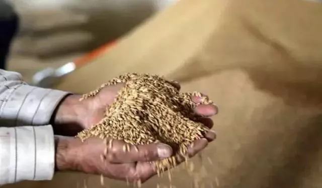 Gönen ve Manyas çeltik üreticileri kriz yaşıyor