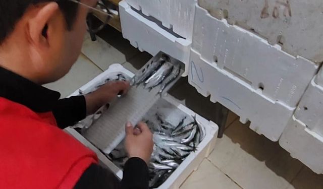 Edremit’te Balıkçılara Kritik Uyarı: Hangi Balık Kaç CM Olmalı? İlçe Tarım’dan Yeni Bilgilendirme