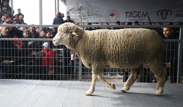 Bandırma’da Rekor Kıran Satış: Bir Koç Tam 1 Milyon 110 Bin TL’ye Alıcı Buldu!