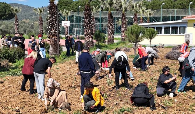 EDREMİT'TE LAVANTA SEFERBERLİĞİ... FİDELER TOPRAKLA BULUŞTU