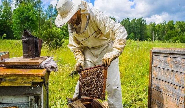 Balıkesir’den Arıcılara Büyük Müjde! 20 İlçede 1.914 Üreticiye %100 Hibeli Destek Başladı