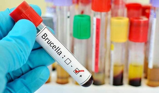 Balıkesir'de Brusella Alarmı! Bakanlığa Acil Çağrı! 12 Testin 10'u Pozitif Çıktı!