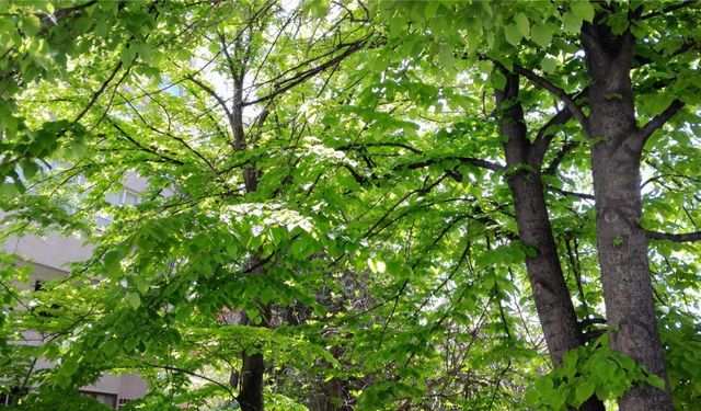 AZ KALDI, ÇİÇEĞE DURACAK IHLAMURLAR...