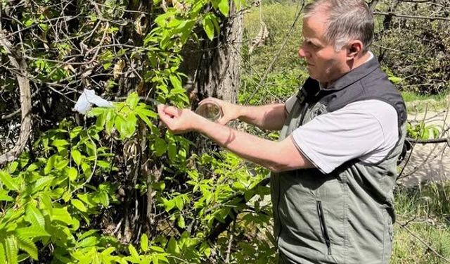 Balıkesir’de Kestane Ormanları İçin "Faydalı Arı" Seferberliği: Gal Arısı ile Biyolojik Savaş!