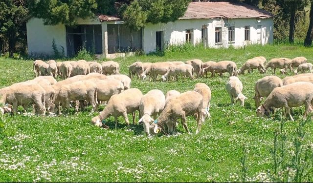 BAÜN’de Güvenilir Kurbanlık Mesaisi: Üniversite Çiftliğinde Satışlar Başladı