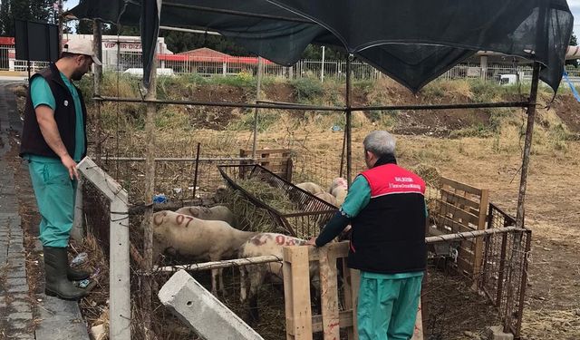 Gömeç'te Kurban Pazarlarına Sıkı Denetim! Ekipler Sahaya İndi