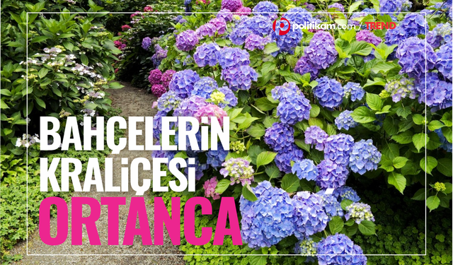 Bahçelerin kraliçesi! Ortanca hakkında her şey