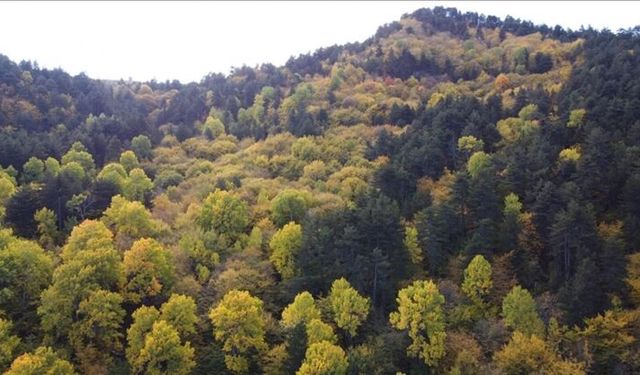 Bursa'da Orman Yasağı Başladı! 15 Ekim'e Kadar Buralara Girmek Tamamen Yasak: Piknik, Mangal ve Yürüyüş Yapanlar Dikkat!