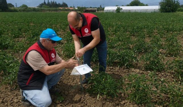 Edremit’te Domates Üreticisine Müjde! Tarlalarda "Erken Uyarı" Dönemi Başladı