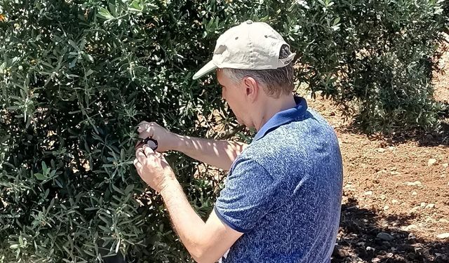 Gömeç’te Zeytin Üreticilerine "Zeytin Güvesi" Alarmı: Mücadele Başladı!