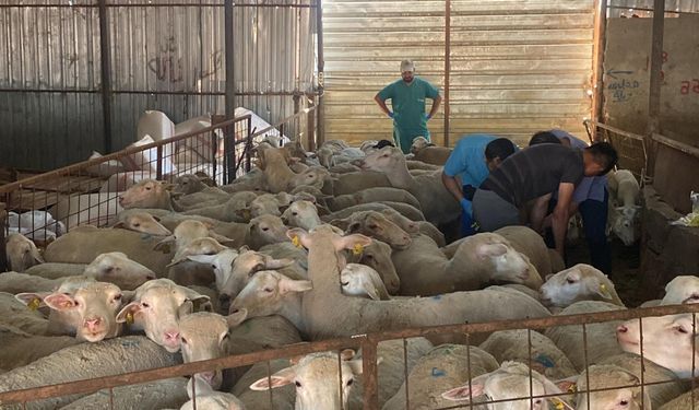 Gömeç’te Hayvan Sağlığı İçin Seferberlik: Aşılama ve Küpeleme Çalışmaları Sürüyor