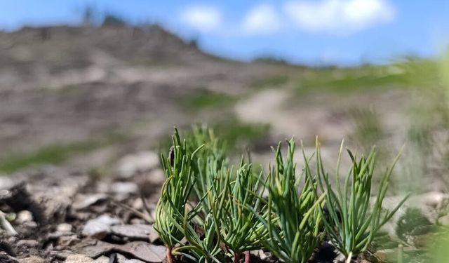 Sındırgı’da Yanan Ormanlar Yeniden Canlanıyor: Karaçam Tohumları Filiz Verdi!
