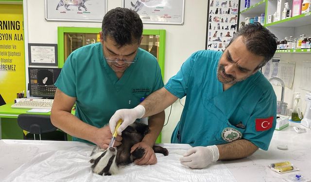 Tedavisi tamamlandı, yeniden doğal ortama bırakıldı