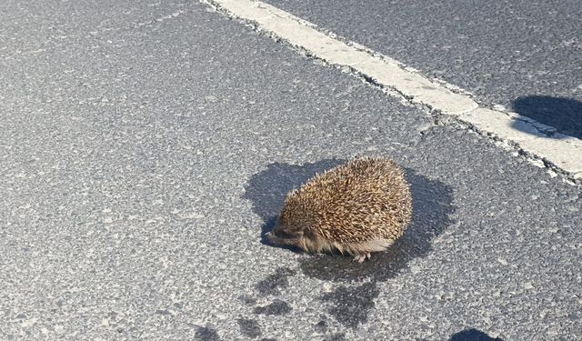 Çorlu'da Korkutan Yangın! Canını Hiçe Sayan Kahraman Polis Kirpiyi Böyle Kurtardı!