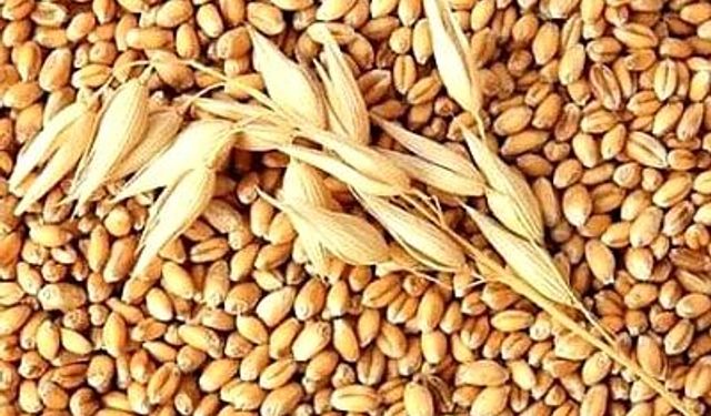 TANE ARPA VE BALYALI ÇAYIR OTU SATIN ALINACAKTIR