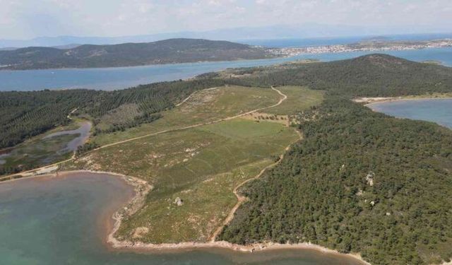 Ayvalık'ta ormanlık alanlara giriş yasağı!