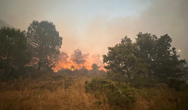 Cunda Adası'ndaki Yangın Sabah Saatlerinde Söndürüldü! İtfaiye Sabaha Kadar Mücadele Etti