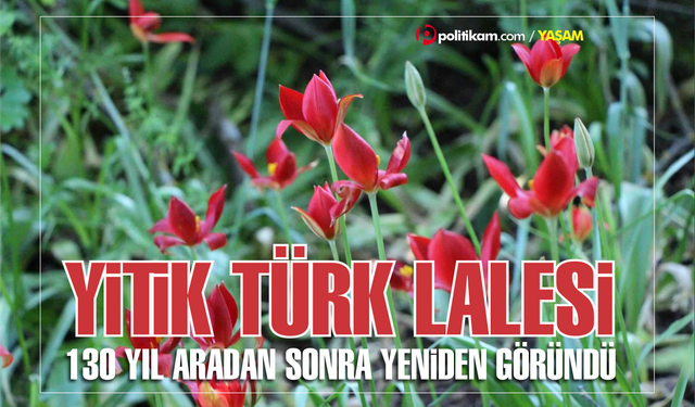 Bilim Dünyasını Heyecanlandıran Keşif: Kayıp Lale Yeniden Ortaya Çıktı