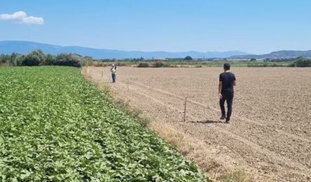 Gömeç'te bamya üreticileri ve satış noktaları mercek altında! Ekipler sahaya indi