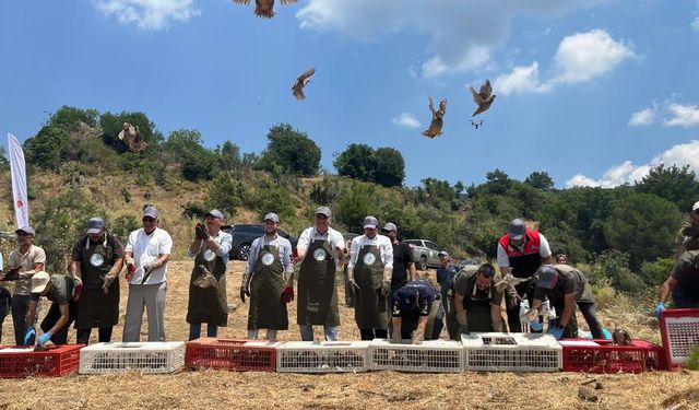 Havran'da Doğal Yaşama Büyük Destek: Keklikler Doğaya Salındı