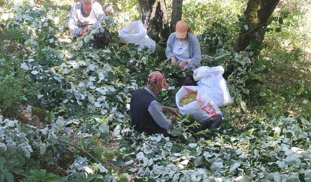 Balıkesir'de Ihlamur Hasadı Başladı: Ormanların Şifası Ekonomiye Katkı Sağlıyor