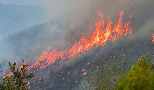Antalya Alanya'da Korkutan Orman Yangını! Sapadere'de Havadan ve Karadan Dev Müdahale Devam Ediyor!